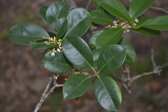 Chionanthus zeylanica